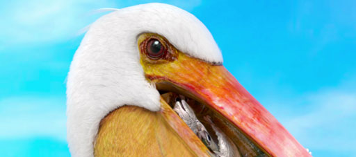Sharp "Pelican"