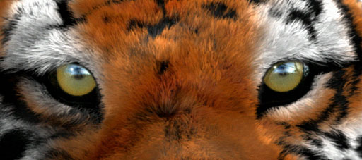 WWF "Save The Tiger"